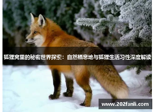 狐狸窝里的秘密世界探索：自然栖息地与狐狸生活习性深度解读
